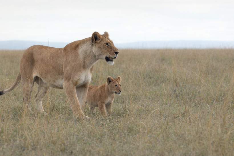 Jon Favreau Chats About Raw Storytelling in Nat Geo’s ‘Lion’